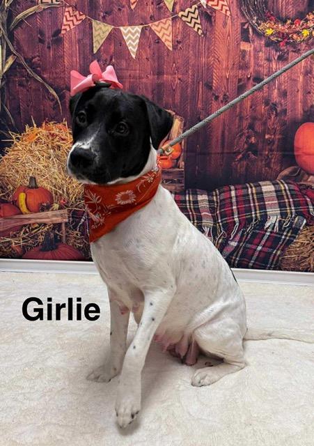 Enlarge Girlie, a Adoptable mixed breed in Sparta, NJ image 6/6