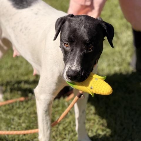 Enlarge Girlie, a Adoptable mixed breed in Sparta, NJ image 5/6