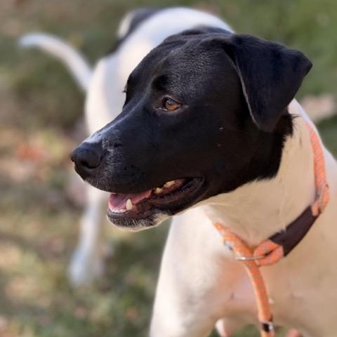 Enlarge Girlie, a Adoptable mixed breed in Sparta, NJ image 3/6