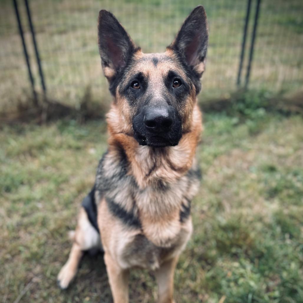 Enlarge Rollo, a Adoptable German Shepherd Dog in Port Angeles, WA image 1/5