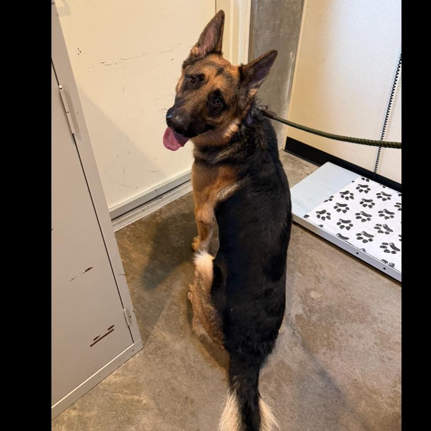 Enlarge Rollo, a Adoptable German Shepherd Dog in Port Angeles, WA image 2/5