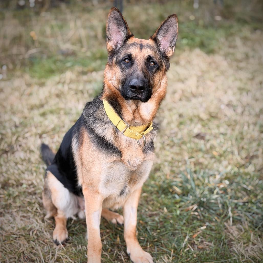 Enlarge Rollo, a Adoptable German Shepherd Dog in Port Angeles, WA image 3/5