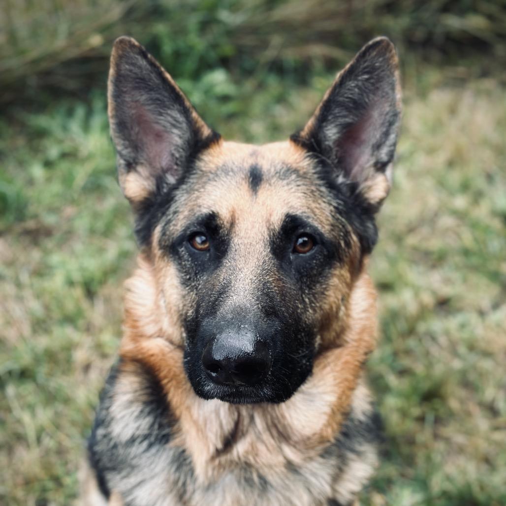 Enlarge Rollo, a Adoptable German Shepherd Dog in Port Angeles, WA image 4/5