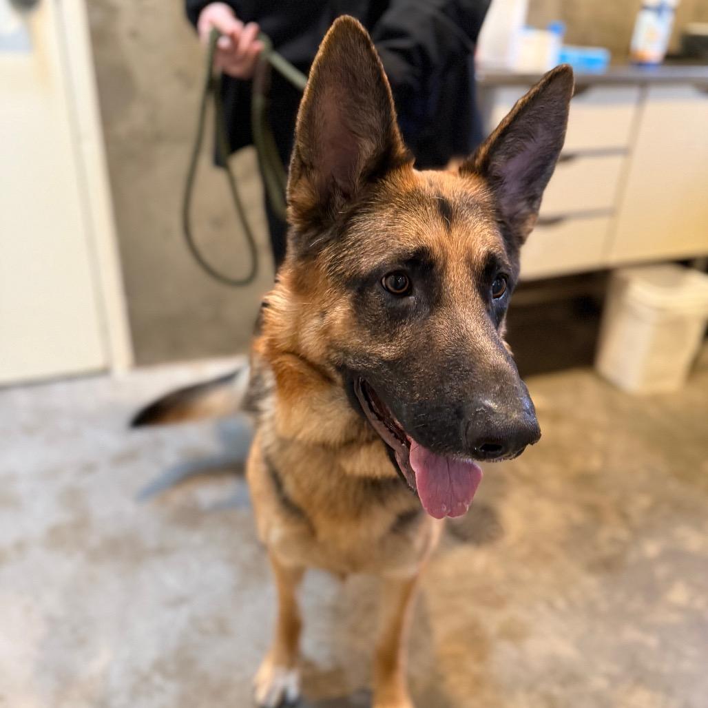 Enlarge Rollo, a Adoptable German Shepherd Dog in Port Angeles, WA image 5/5