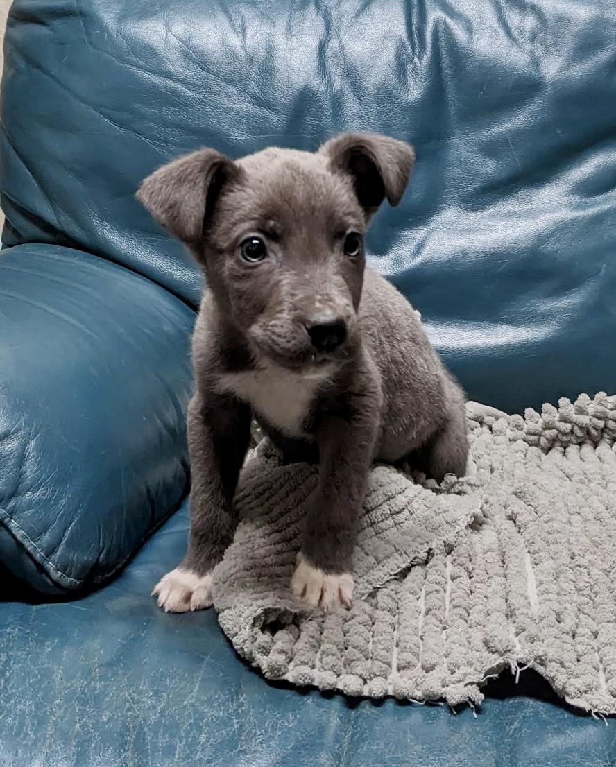 Enlarge Baby Sharkie - ADOPTION PENDING!, an adopted mixed breed in Cincinnati, OH image 3/5