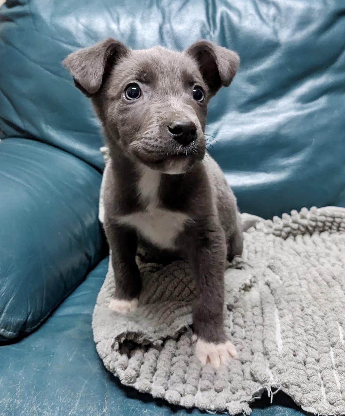 Baby Sharkie - ADOPTION PENDING!, adopted, Puppy Male American Staffordshire Terrier.