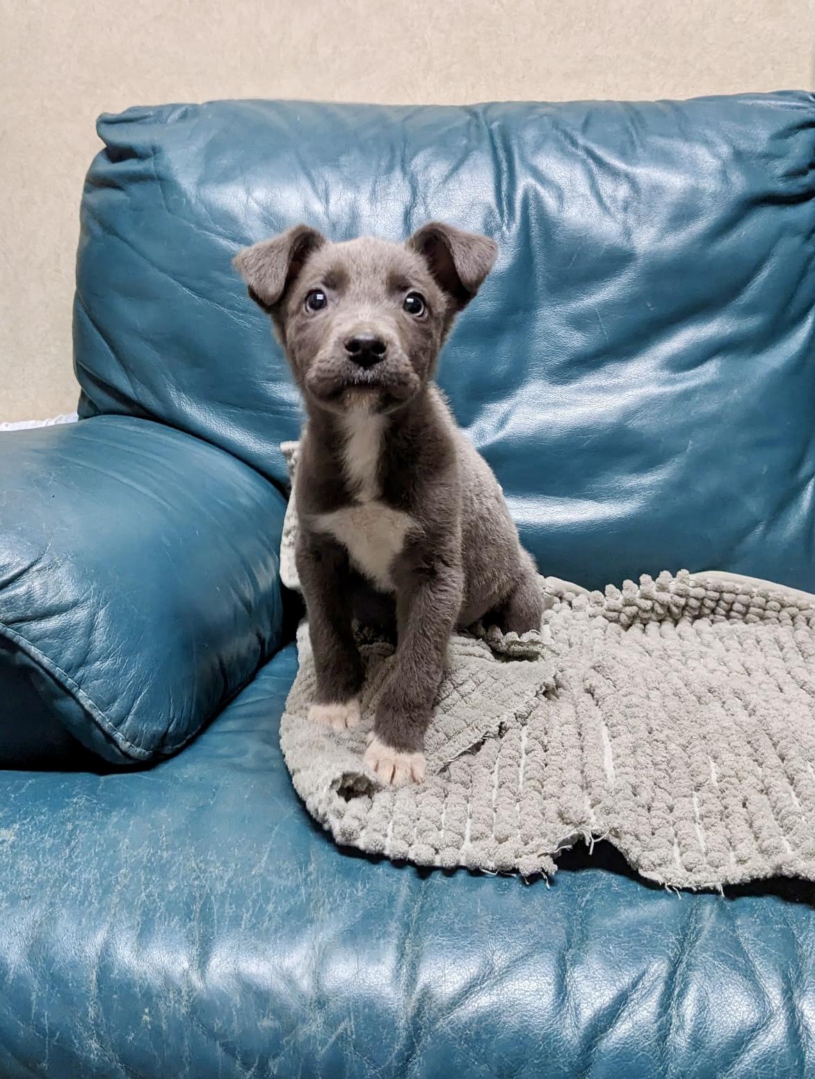 Enlarge Baby Sharkie - ADOPTION PENDING!, an adopted mixed breed in Cincinnati, OH image 2/5