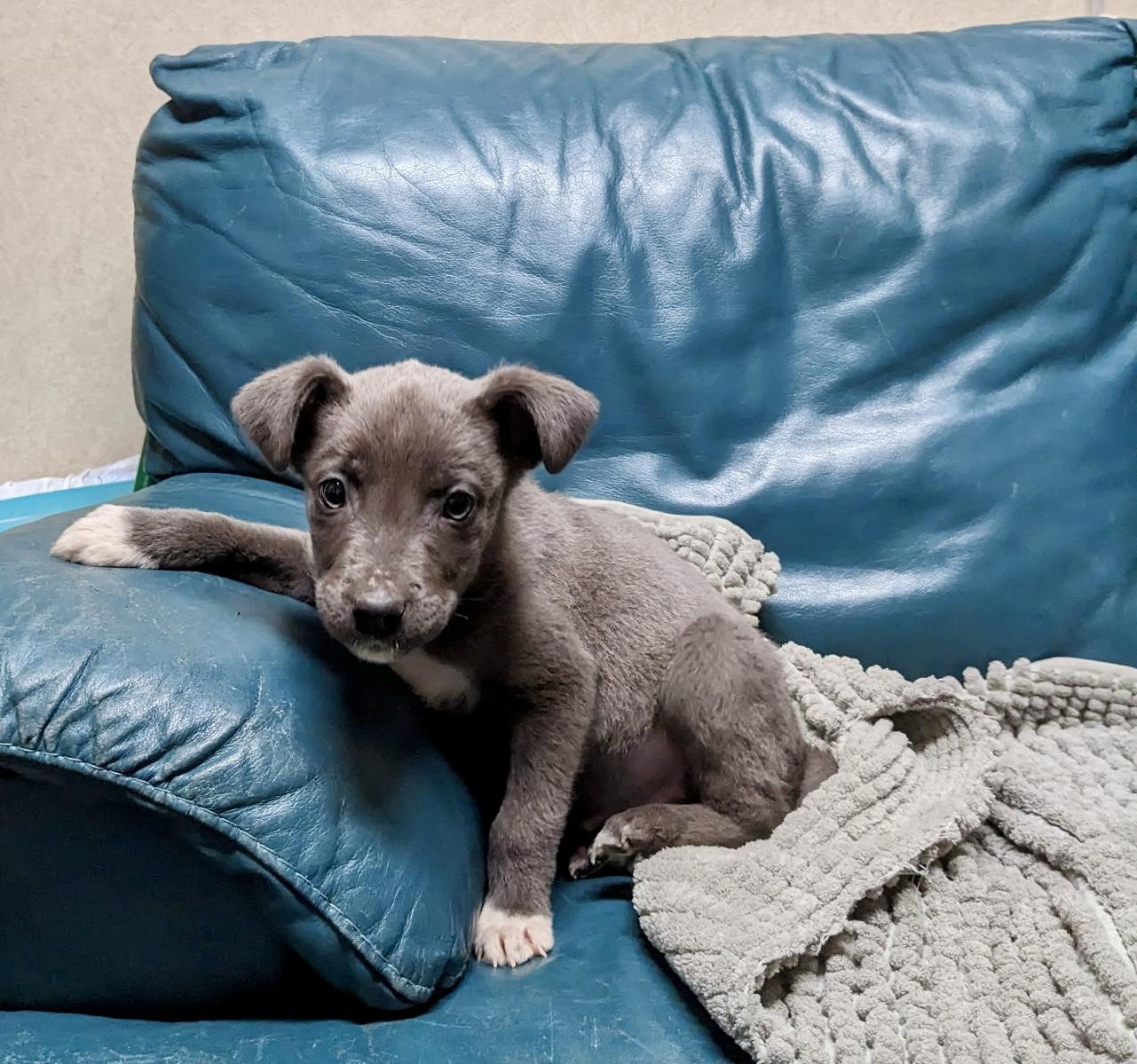 Enlarge Baby Sharkie - ADOPTION PENDING!, an adopted mixed breed in Cincinnati, OH image 4/5