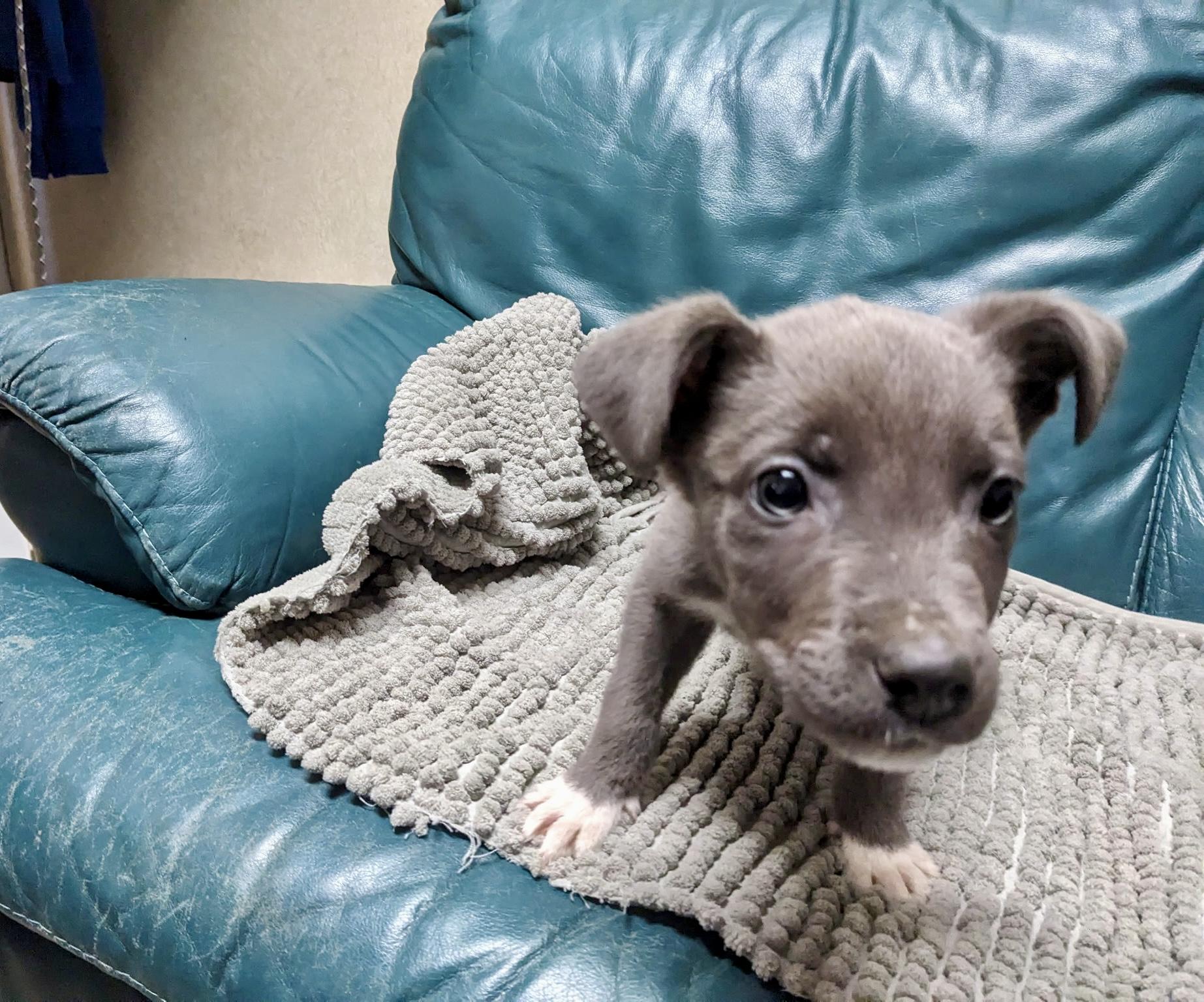 Enlarge Baby Sharkie - ADOPTION PENDING!, an adopted mixed breed in Cincinnati, OH image 5/5