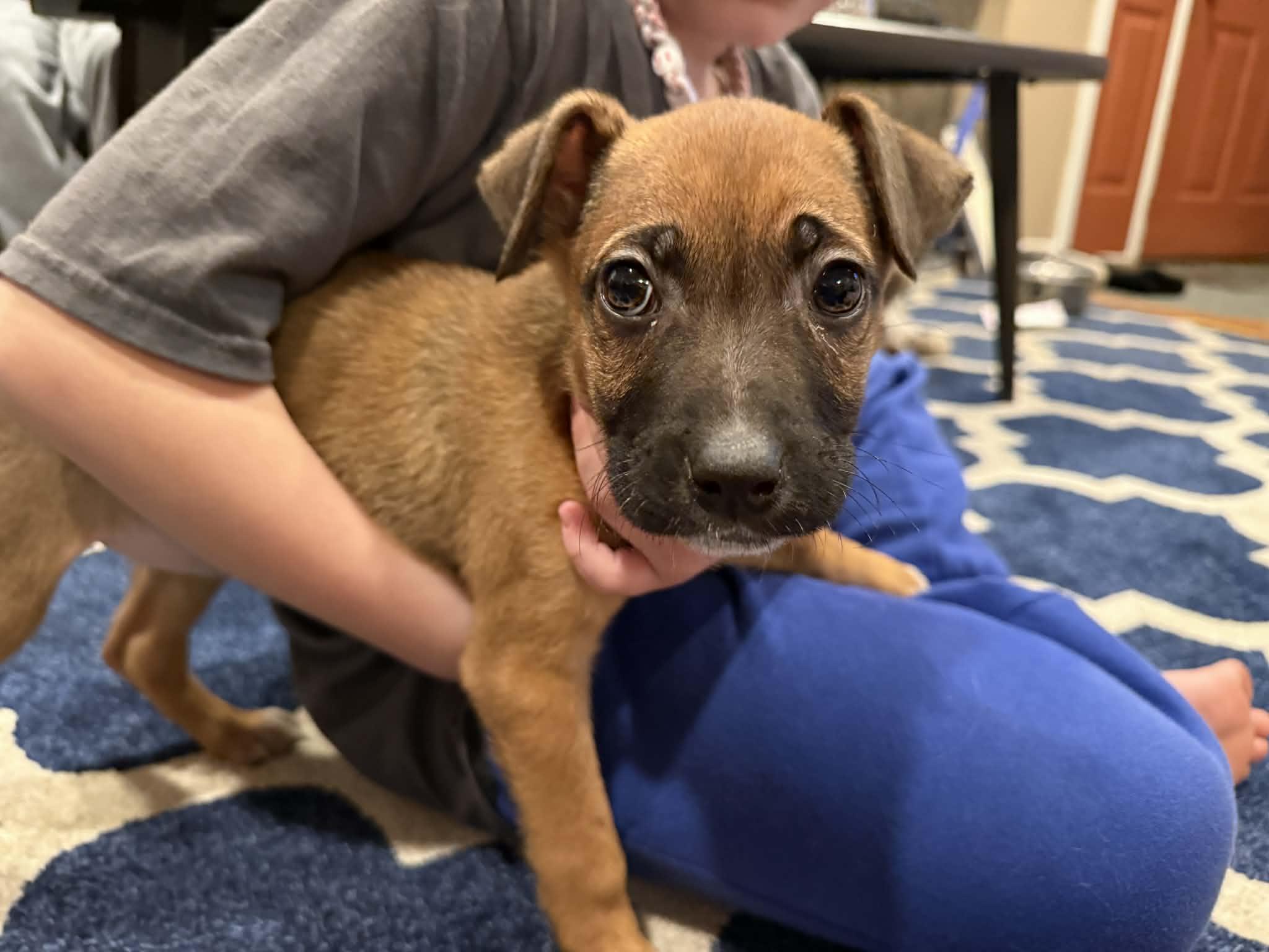 Peanut , a ADOPTABLE mixed breed in Greenwich, NY image 2/2