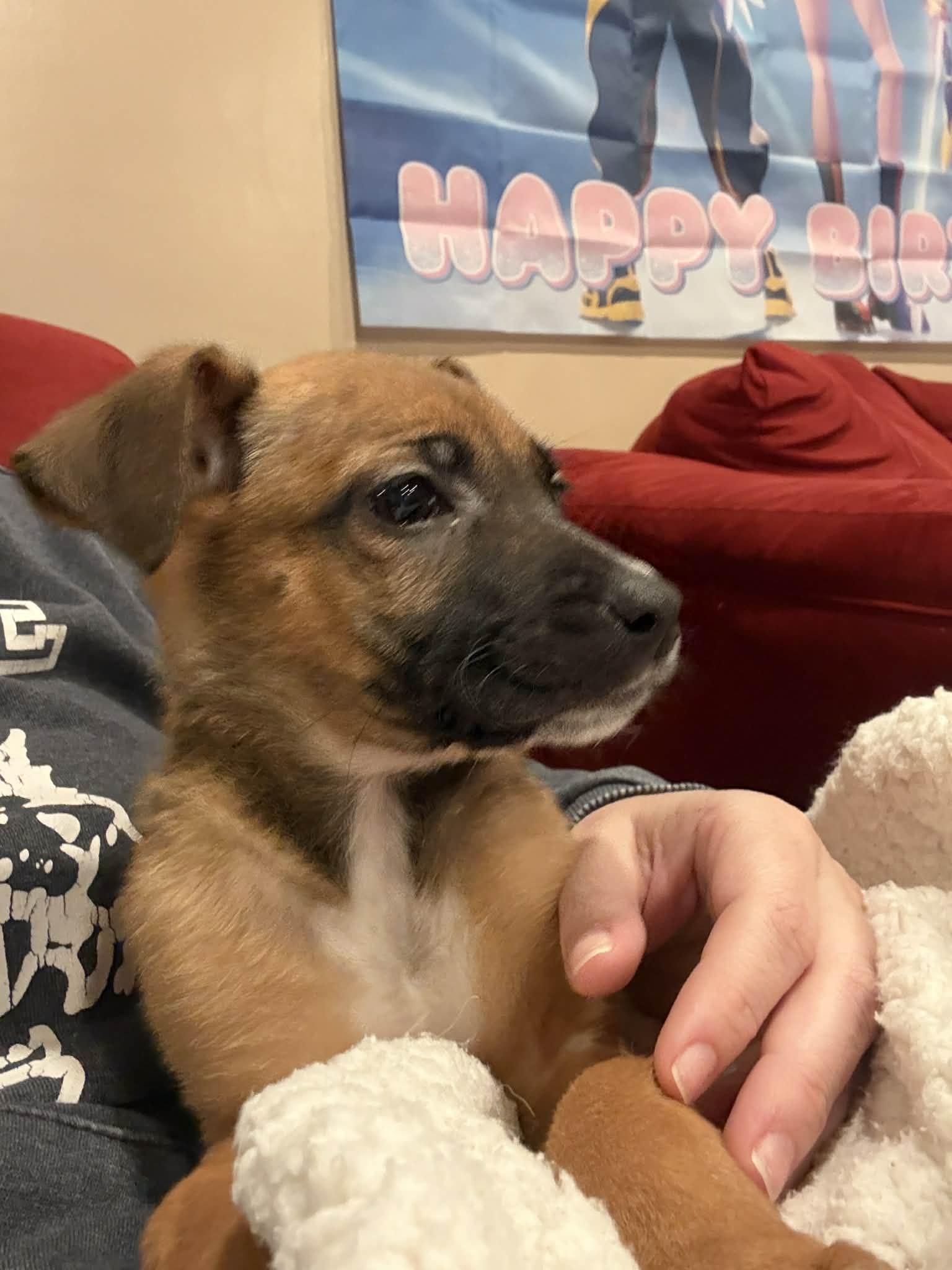 Peanut , ADOPTABLE, Puppy Female Boxer.