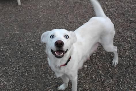 Karlie, an adoptable Yellow Labrador Retriever in Pierre, SD, 57501 | Photo Image 1