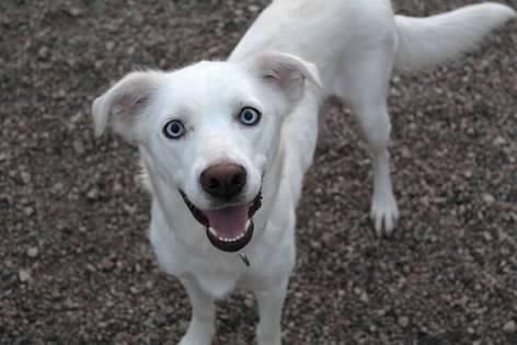 Karlie, an adoptable Yellow Labrador Retriever in Pierre, SD, 57501 | Photo Image 2