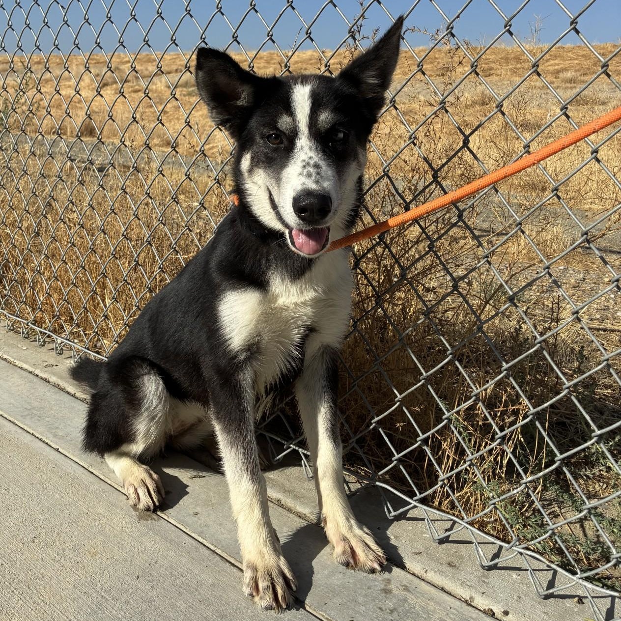 Oreo, Adopted, Young Male Border Collie.