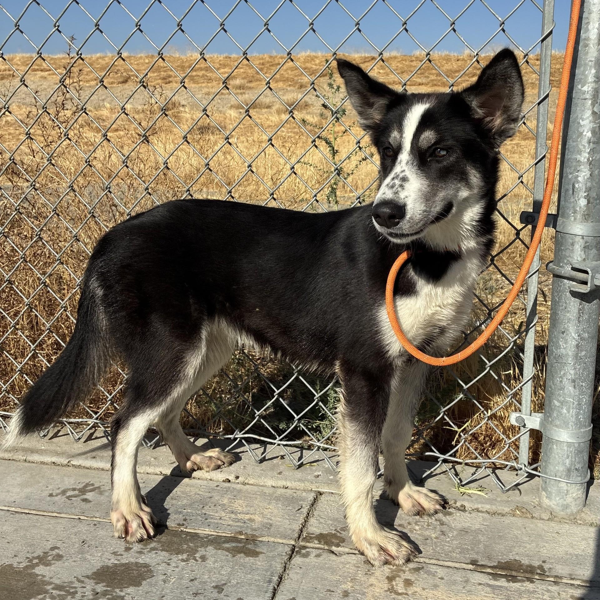 Enlarge Oreo, a Adopted Border Collie in Delano, CA image 2/4