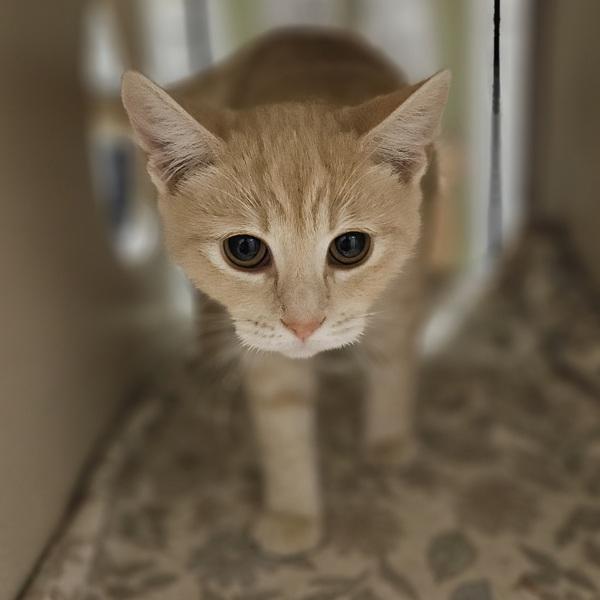 Macie, Adoptable, Young Female Domestic Short Hair.