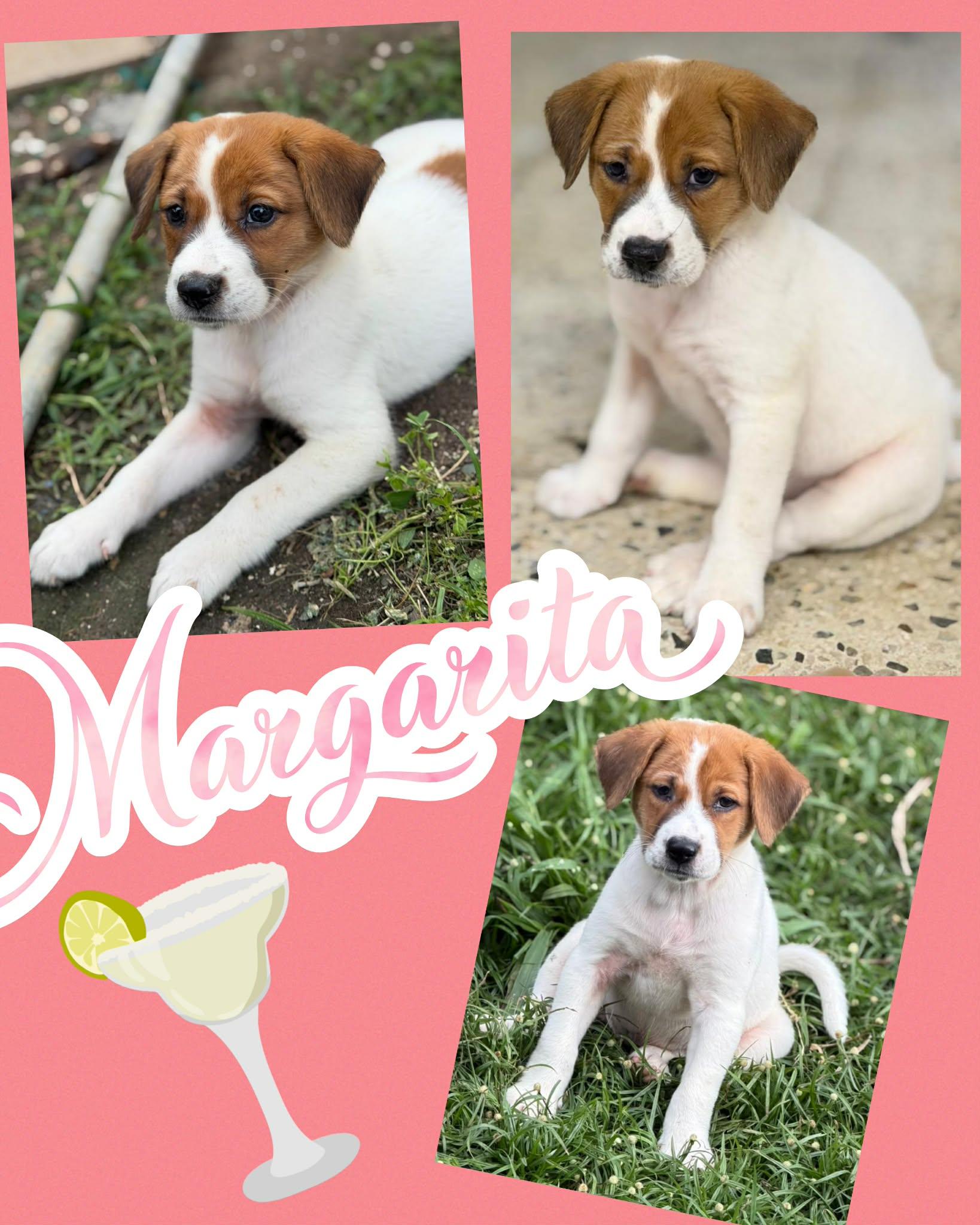 Margarita, ADOPTABLE, Puppy Female Labrador Retriever & Australian Shepherd.