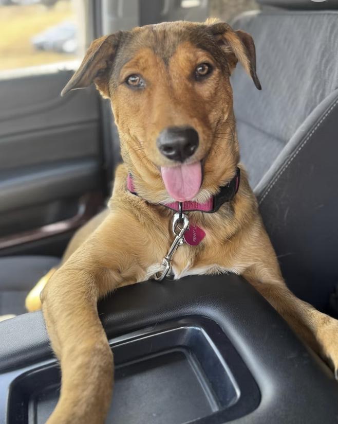 Tiny, Adopted, Young Female Hound.