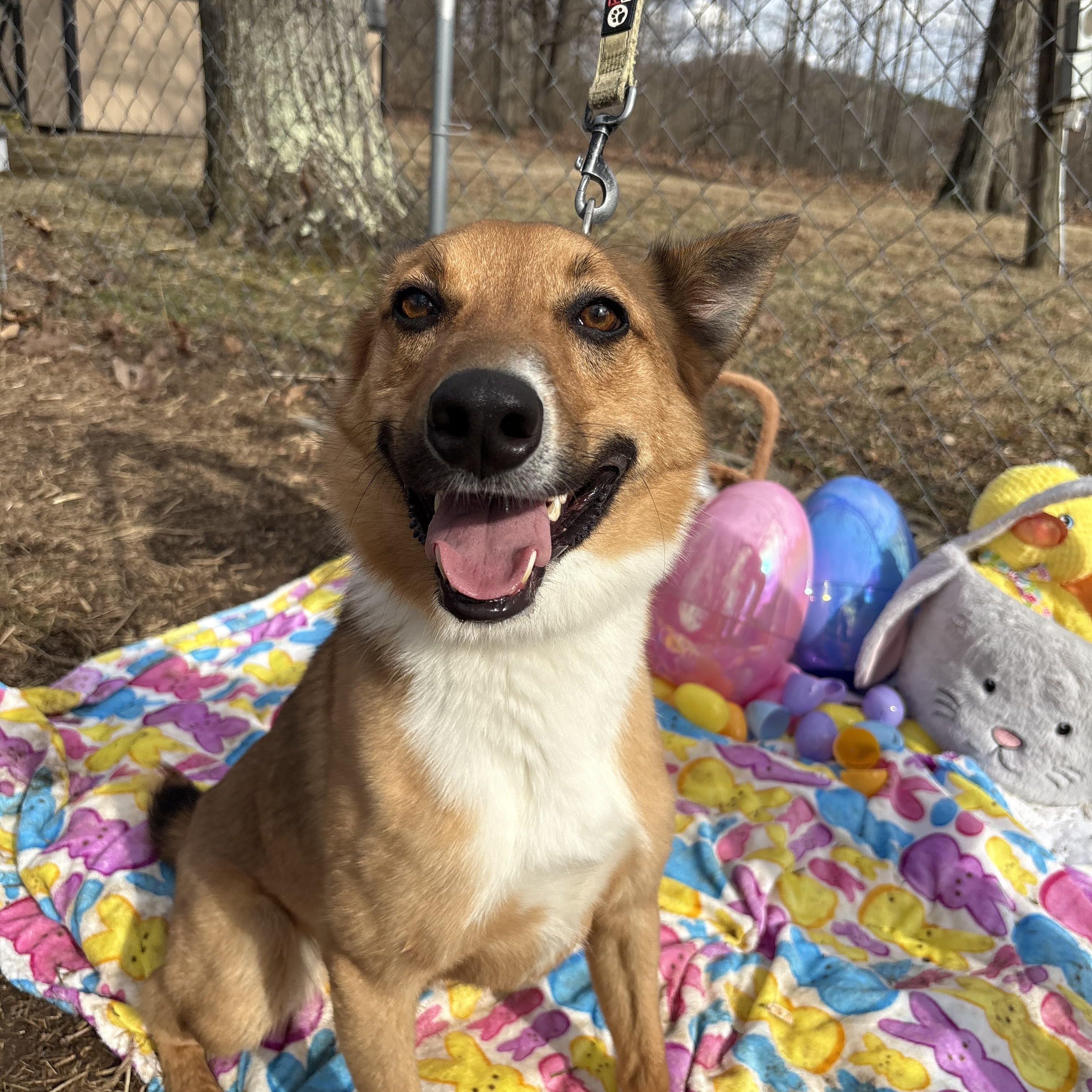 Indy, a ADOPTABLE Australian Shepherd in Indiana, PA image 5/6