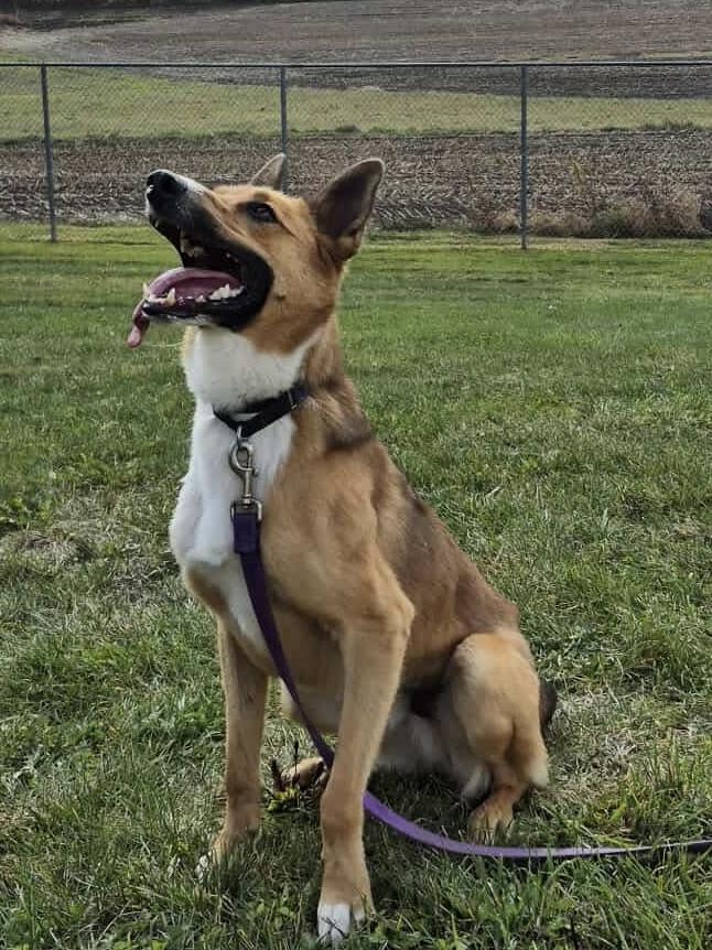 Indy, a ADOPTABLE Australian Shepherd in Indiana, PA image 6/6