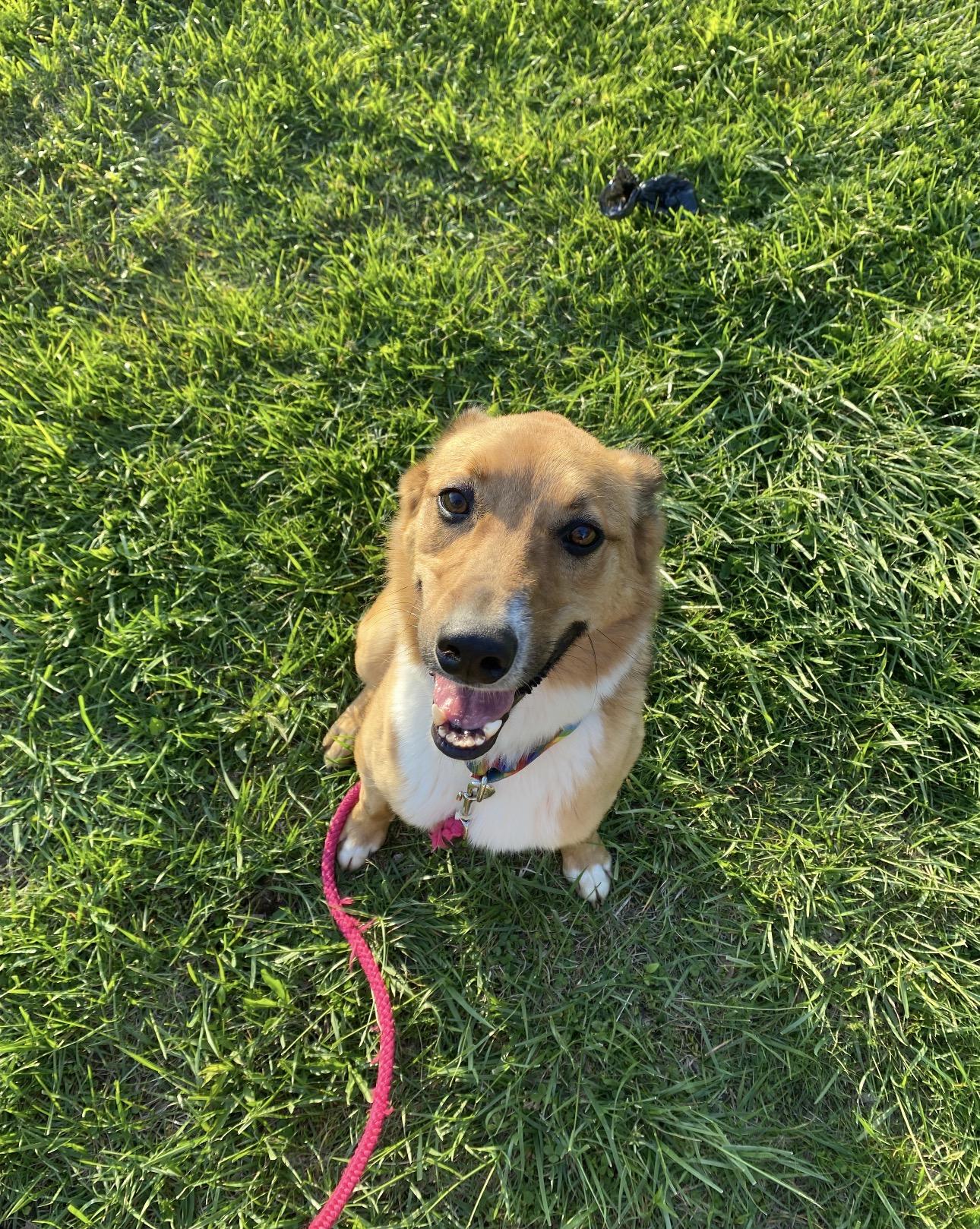 Indy, a ADOPTABLE Australian Shepherd in Indiana, PA image 2/6