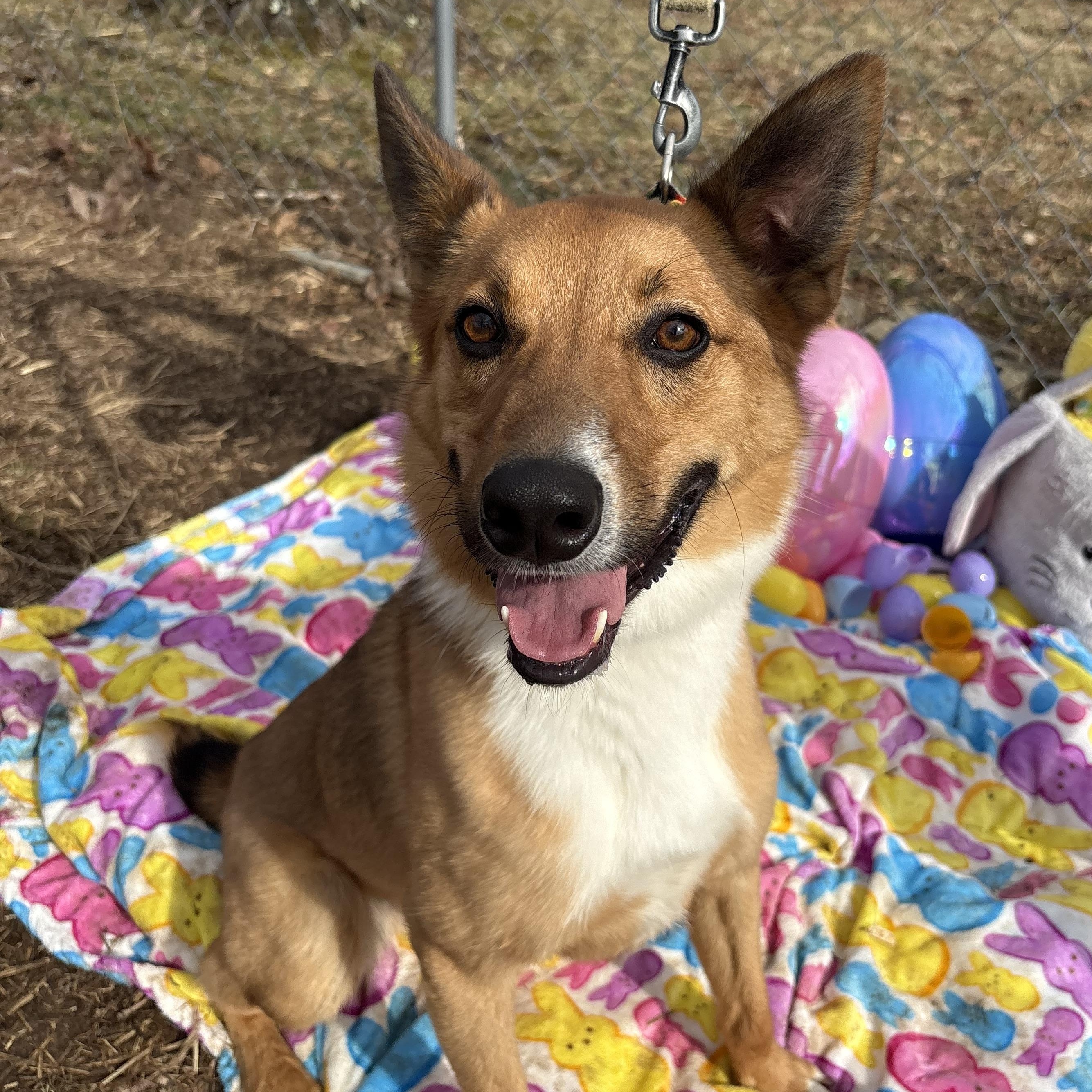 Indy, a ADOPTABLE Australian Shepherd in Indiana, PA image 1/6