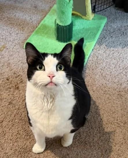 Blackfoot & JoeJoe, a ADOPTABLE Domestic Short Hair in Waverly, IA image 5/6
