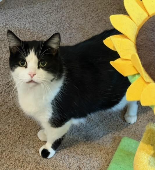 Blackfoot & JoeJoe, a ADOPTABLE Domestic Short Hair in Waverly, IA image 4/6