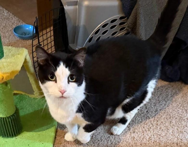 Blackfoot & JoeJoe, a ADOPTABLE Domestic Short Hair in Waverly, IA image 6/6