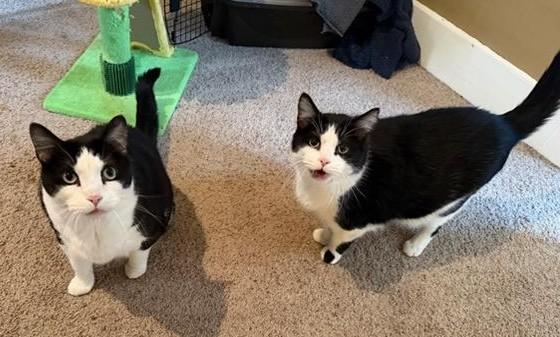 Blackfoot & JoeJoe, a ADOPTABLE Domestic Short Hair in Waverly, IA image 2/6