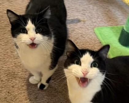 Blackfoot & JoeJoe, ADOPTABLE, Senior Male Domestic Short Hair.