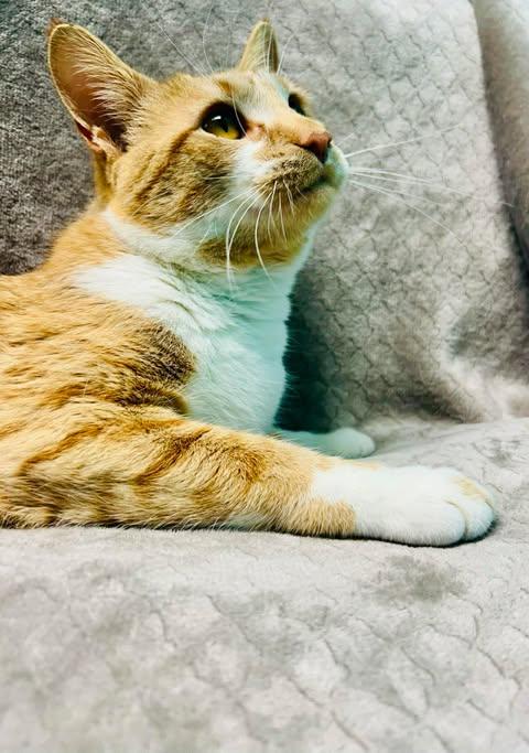 Enlarge Arseni, an adoptable Domestic Short Hair in Alexandria, MN image 3/3