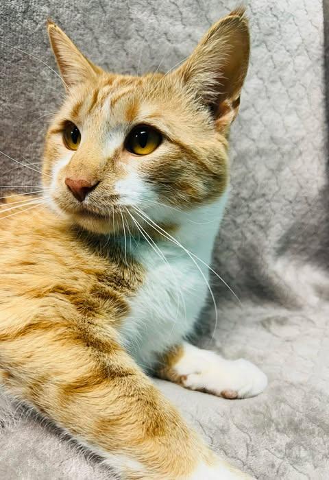 Enlarge Arseni, an adoptable Domestic Short Hair in Alexandria, MN image 2/3