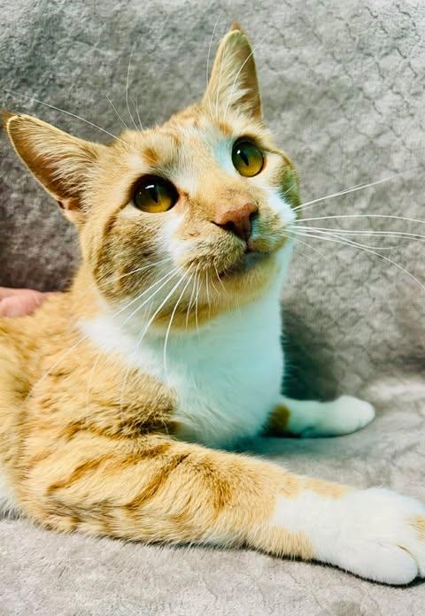 Enlarge Arseni, an adoptable Domestic Short Hair in Alexandria, MN image 1/3