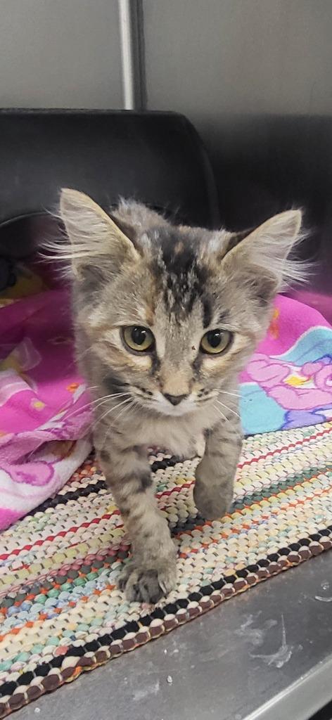 Capri, Adopted, Kitten Female Domestic Short Hair.
