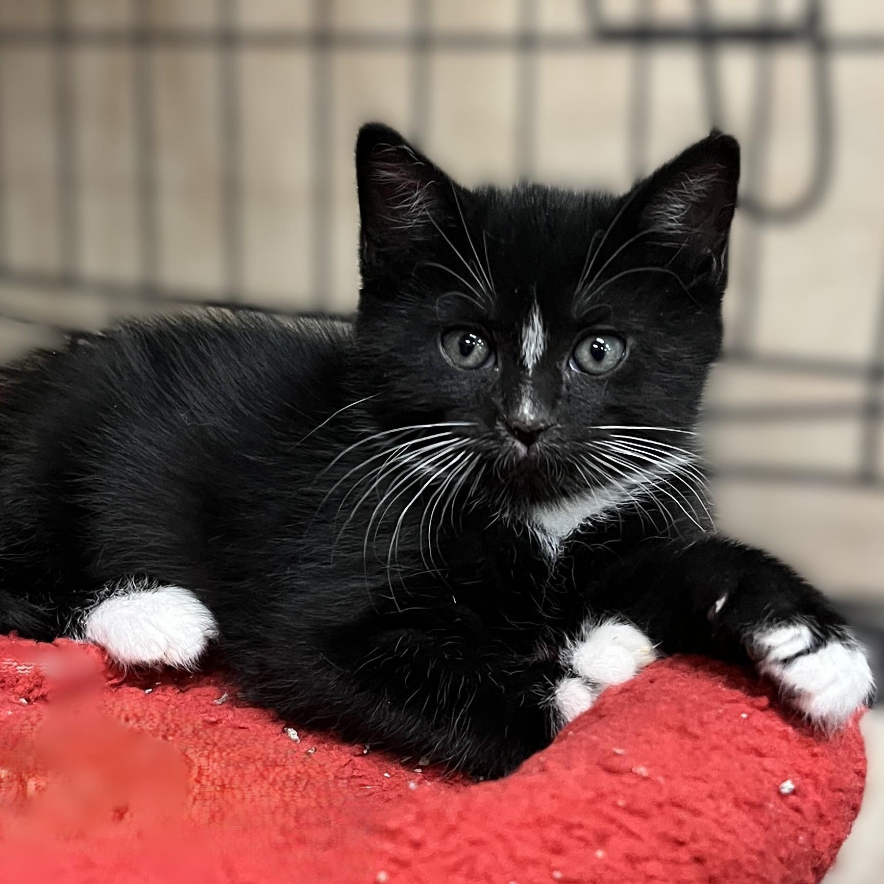Captain Hook, an adopted Domestic Short Hair in Shingletown, CA image 2/2