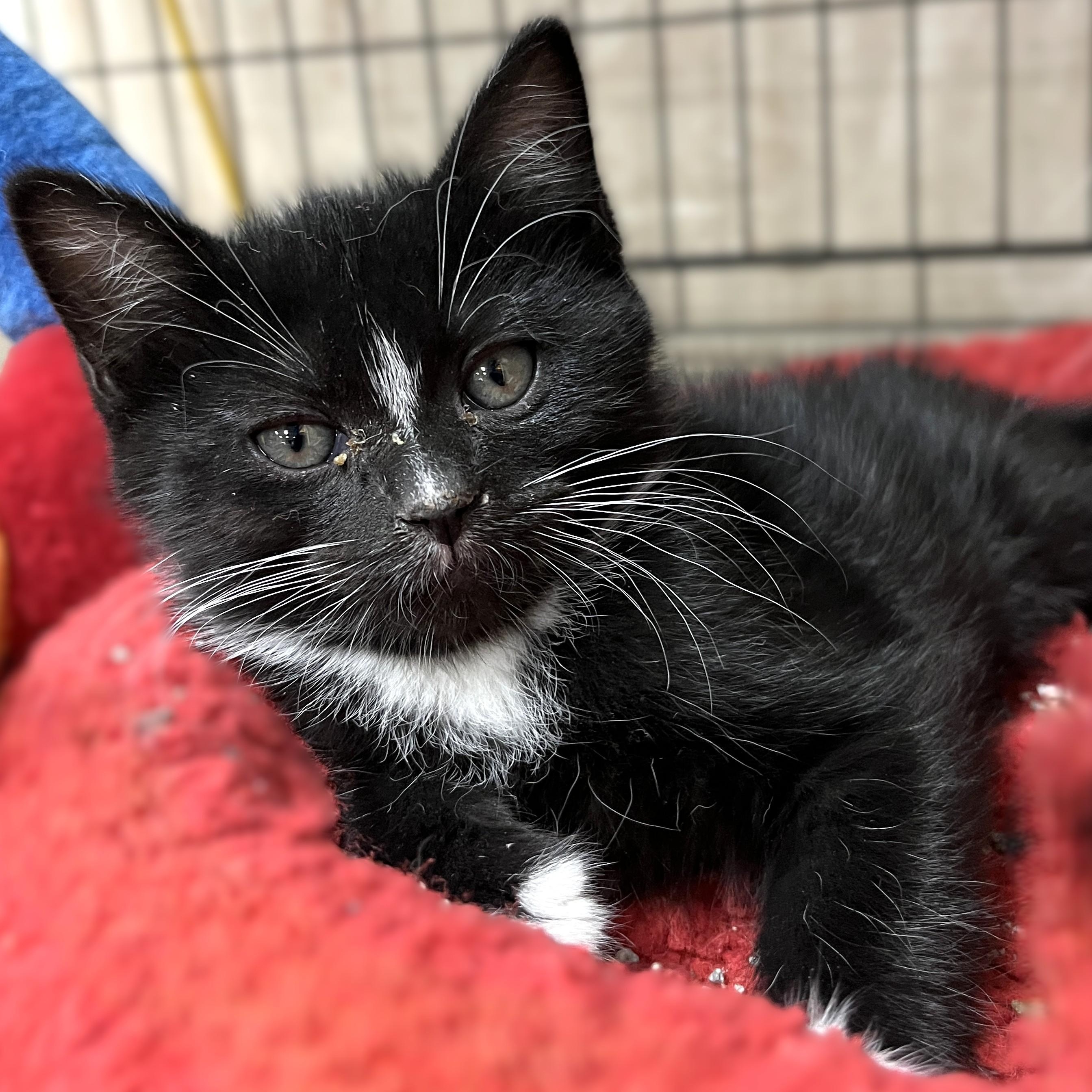Captain Hook, an adopted Domestic Short Hair in Shingletown, CA image 1/2