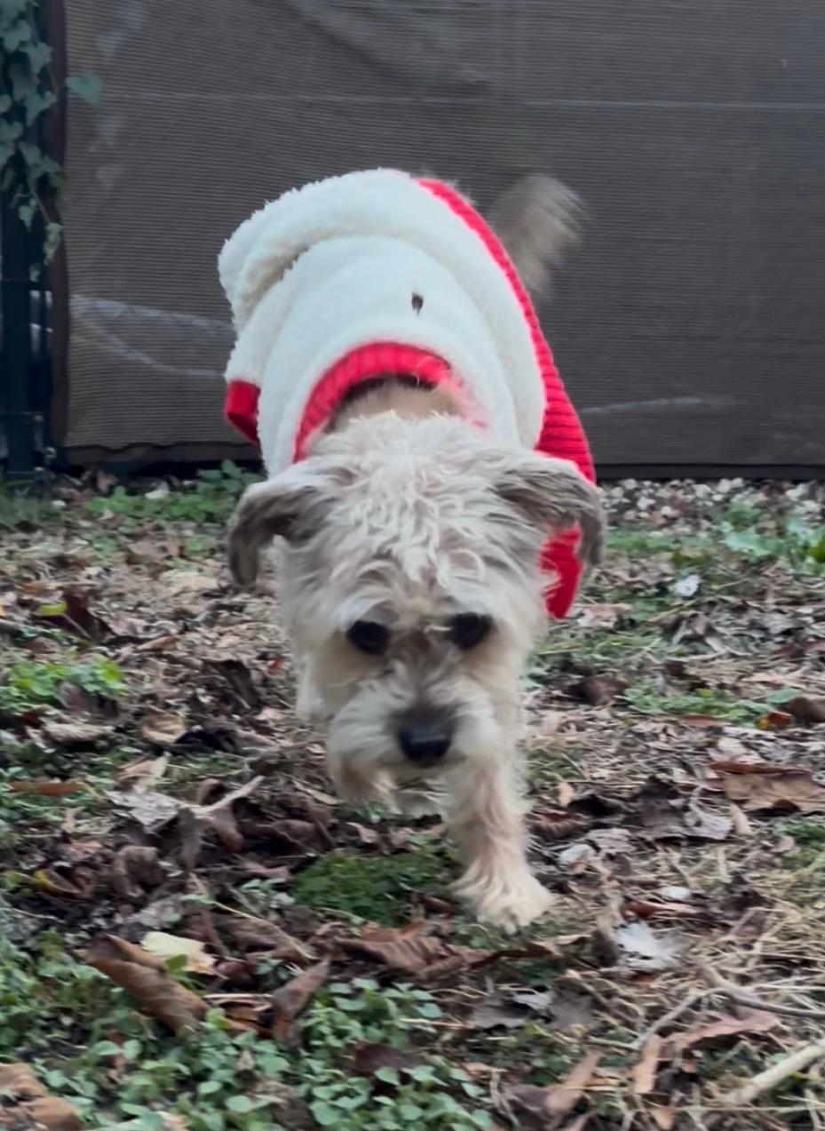 Truman, a ADOPTABLE Border Terrier in Media, PA image 1/3