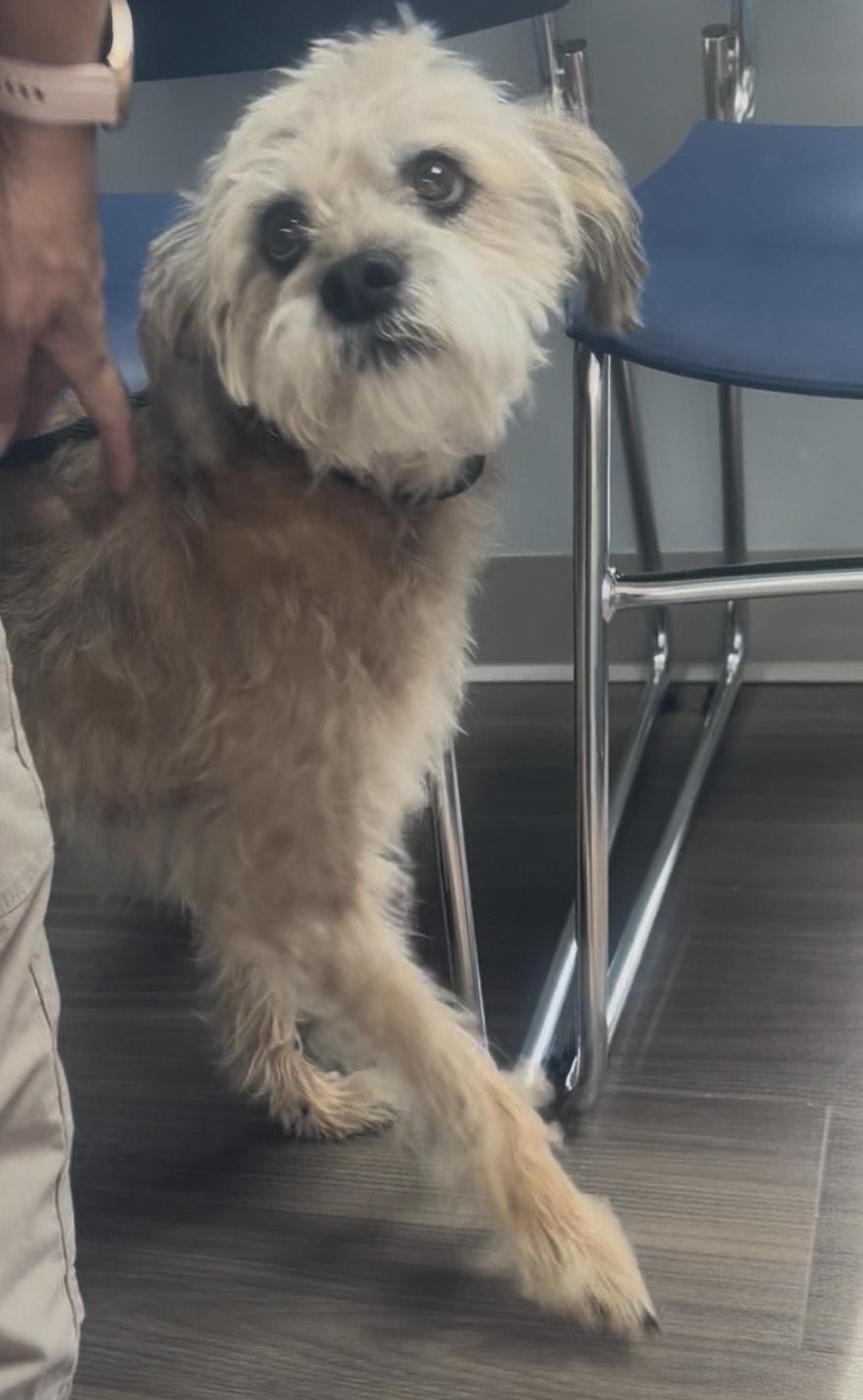 Truman, a ADOPTABLE Border Terrier in Media, PA image 2/3