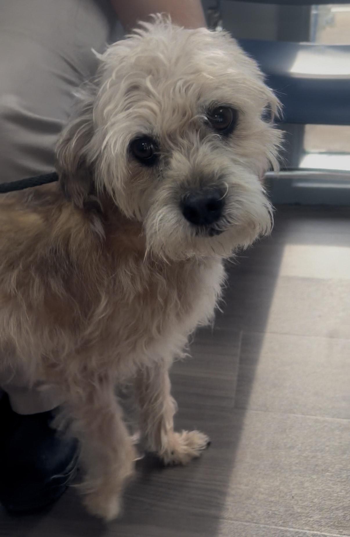 Truman, a ADOPTABLE Border Terrier in Media, PA image 3/3