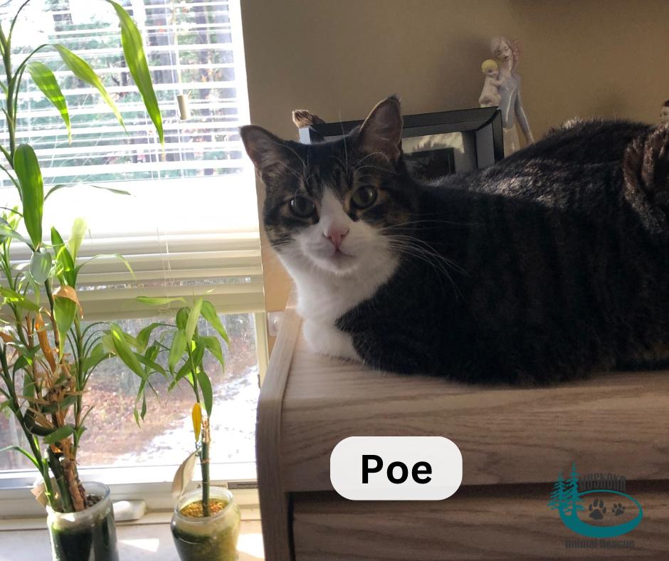 Poe!, a Adoptable Domestic Short Hair in Huntsville, ON image 4/5