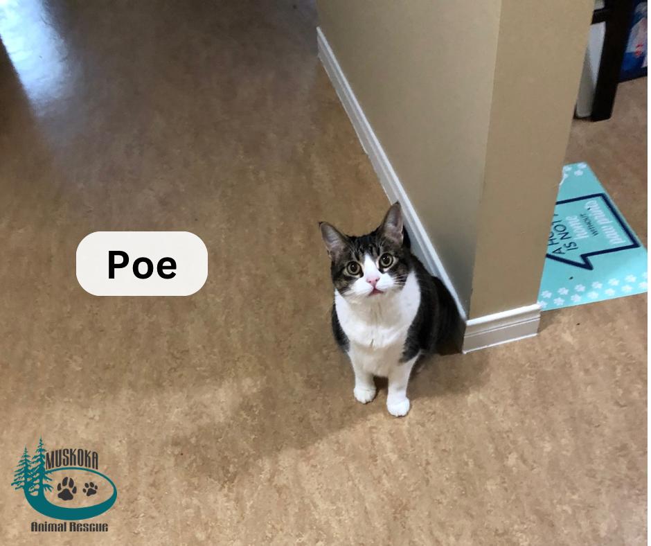 Poe!, Adoptable, Adult Female Domestic Short Hair.