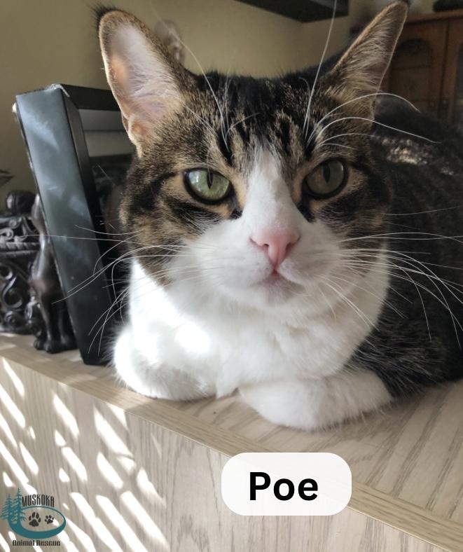 Poe!, a Adoptable Domestic Short Hair in Huntsville, ON image 3/5