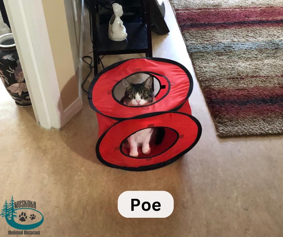 Poe!, a Adoptable Domestic Short Hair in Huntsville, ON image 2/5