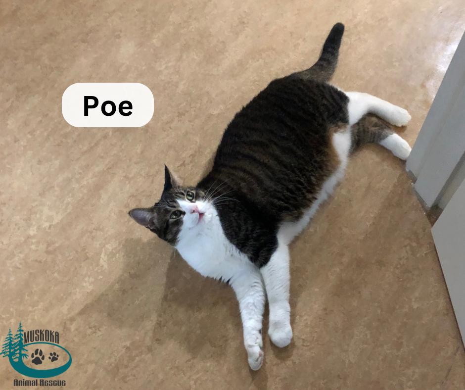 Poe!, a Adoptable Domestic Short Hair in Huntsville, ON image 5/5