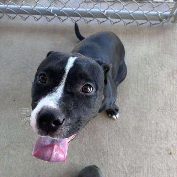 Enlarge Rockette, a Adoptable mixed breed in Clinton, IL image 3/3
