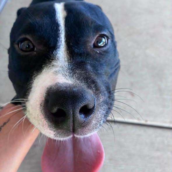 Enlarge Rockette, a Adoptable mixed breed in Clinton, IL image 2/3