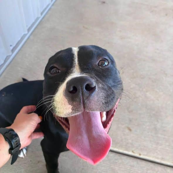 Rockette, Adoptable, Young Female Pit Bull Terrier & Mixed Breed.