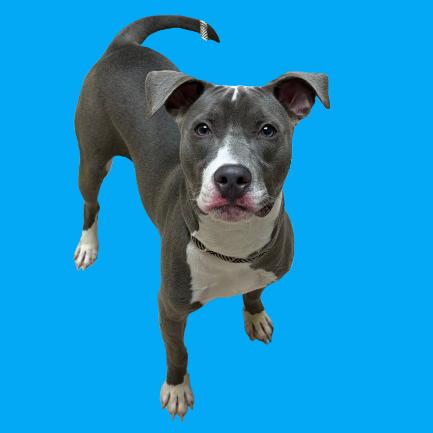 Tonka — thumbnail 2