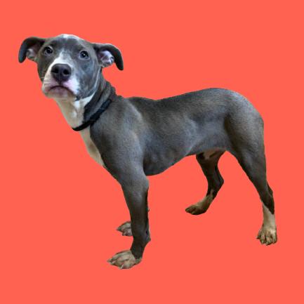 Tonka — thumbnail 3